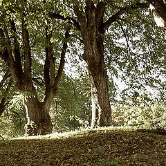 photo "treemen"