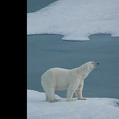 photo "King of the Ice Kingdom"