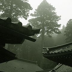 photo "across the roofs"