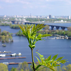 photo "In remembrance of the spring..."