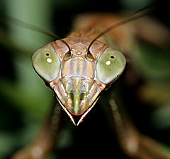 фото "Mantid Close-Up"