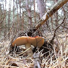 photo "Fly agaric - the athlete"