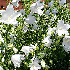 photo "White garden"