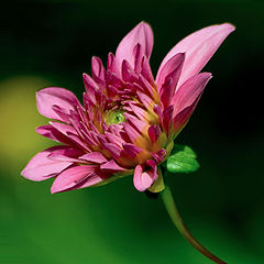 photo "Dahlia"