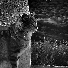 photo "bw cat"