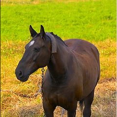 photo "Worker horsy"