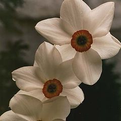 фото "Narcissus"