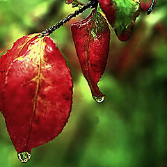 photo "Autumn Etude"