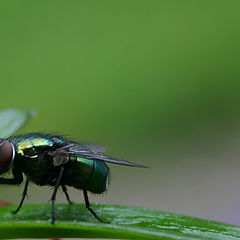 photo "Fly"