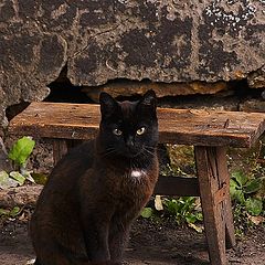 photo "Rustic cat (not home)"