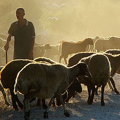 photo ""The good shepherd #3""
