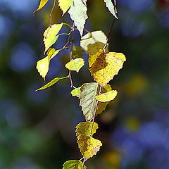 photo "Birch branch"