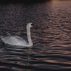 photo "stranger in the night"