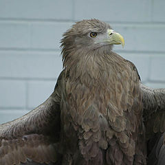 photo "I`m sitting by bars in the damp blackened cell"