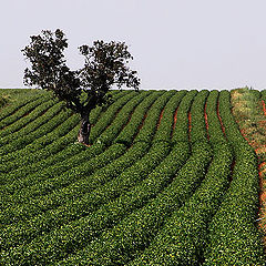 photo "green waves"