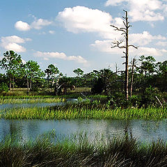 photo "florida marsh"