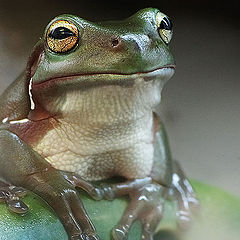 photo "Frog in Fog"