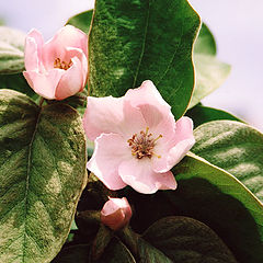 photo "Flowering, fragrance..."