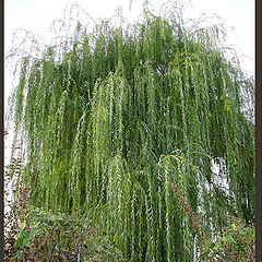 photo "Weeping willow"