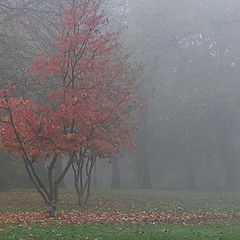 photo "mist in the morning"