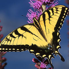 photo "Papilio Glaucus"