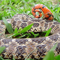 photo "Snakes red tail"