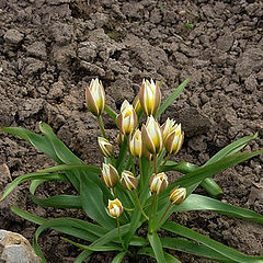 photo "Tulips shrub"