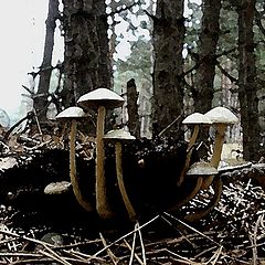 photo "Honey agarics"