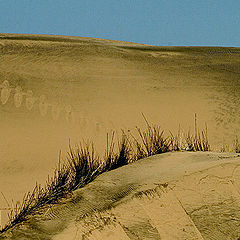 photo "Sand Dunes.2"