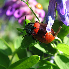 photo "Recollecting a summer..."