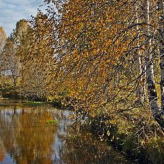 фото "Роняя золото"