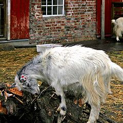 photo "Norwegian farmer mood"