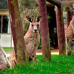 photo "Alerted Roos"