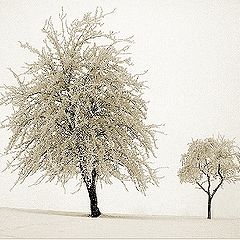 фото "two trees"