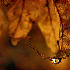 фото "About autumn leaves"