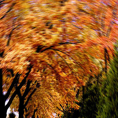 photo "Autumn round dance"