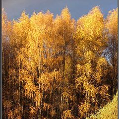 фото "Осенний вечер"