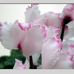 photo "frilly edged cyclamen"