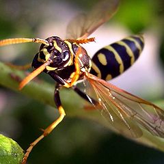 фото "Busy bee"