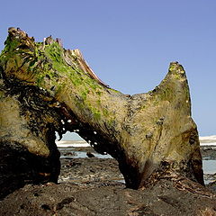 фото "A extinct mangrove"