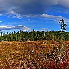 фото "Colors of fall in our forest."