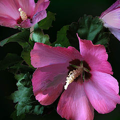 фото "Althea"