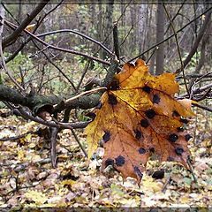 фото "Канапушки"