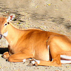 photo "I lay on the sun...."