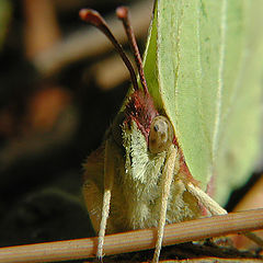 photo "Gonepteryx rhamni L."