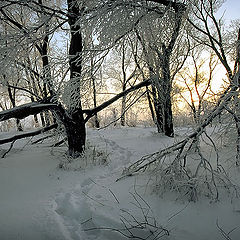 фото "Джунги"