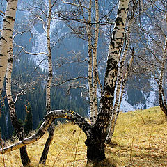 photo "3D birch"