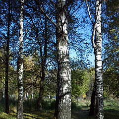 photo "blue - green - brown"