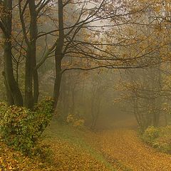 photo "Foggy Path"