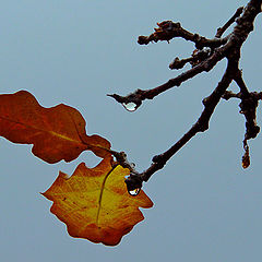 photo "Wet etude with oak leaves"